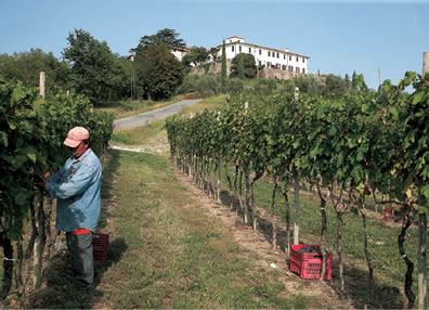 Vigne del Collio