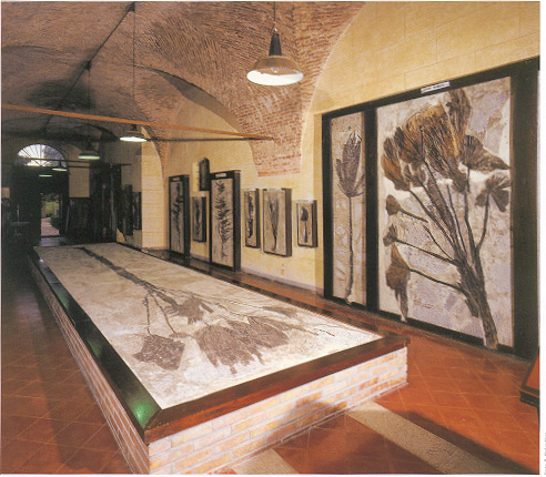 Museo dei fossili. La palma fossile più grande d'Europa